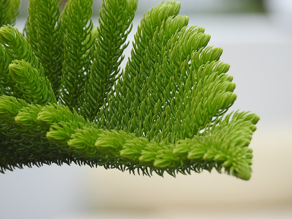 green leaf plant, Fir-needle, Branch, Needles HD wallpaper