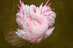 white and pink feathered bird