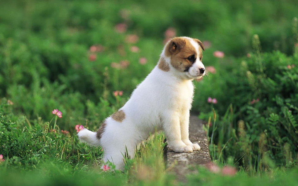 animal photography of white and tan puppy HD wallpaper
