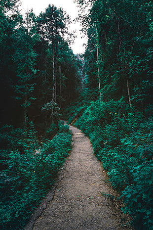 green trees, Forest, Path, Trees