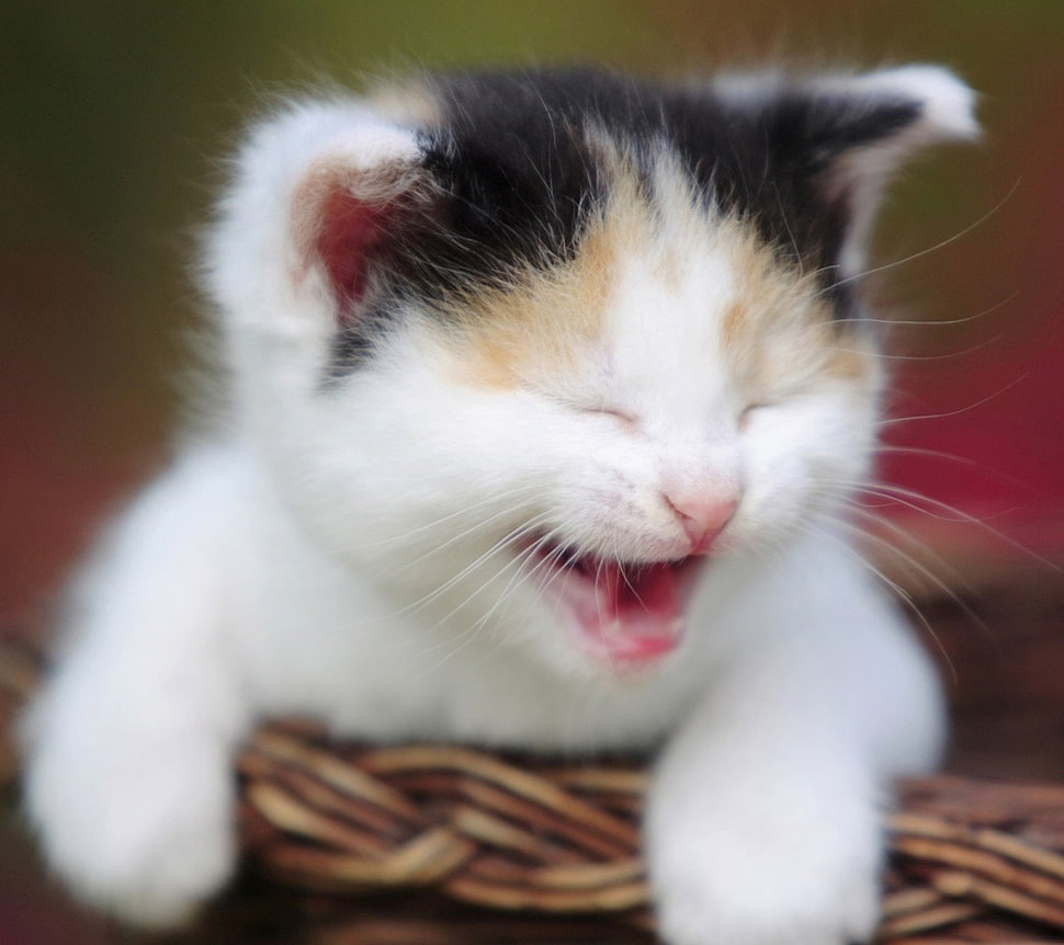 white and brown short-fur cat, kittens HD wallpaper
