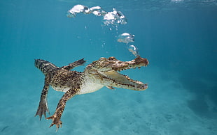 black and brown crocodile in water HD wallpaper