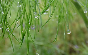 water droplets from grasses