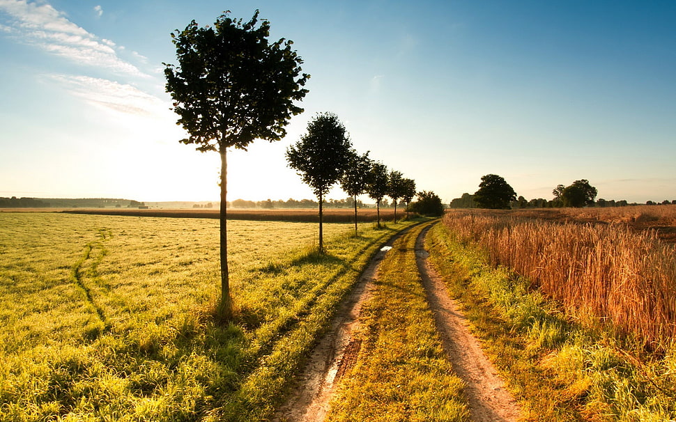 green leafed tree, nature, path, trees, landscape HD wallpaper