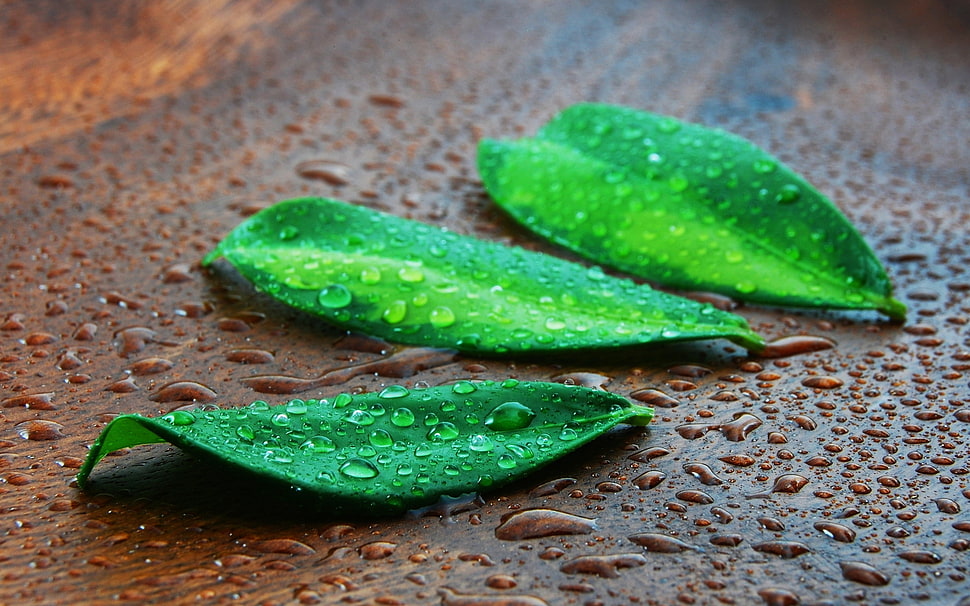 water dew on three green leaf plants HD wallpaper