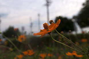 orange petaled flower bloom during daytime