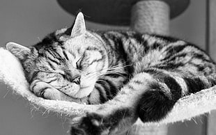 grayscale photo of cat sleeping