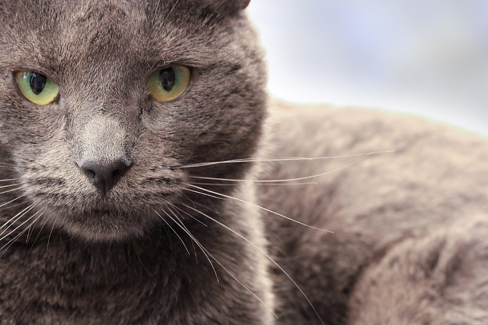 selective focus photography of gray cat HD wallpaper