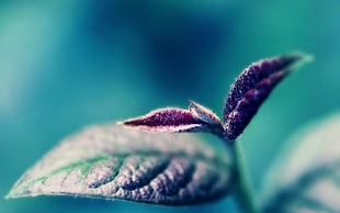 shadow focus photography of plant HD wallpaper