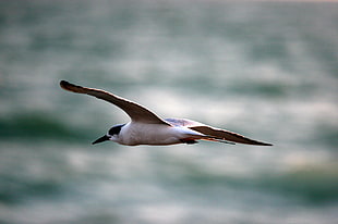 selective photography of Tern flying