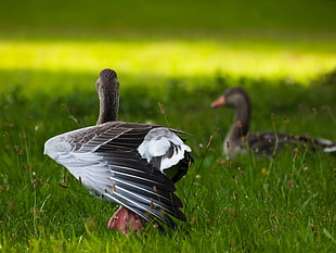 shallow focus photography of black and white goose, geese