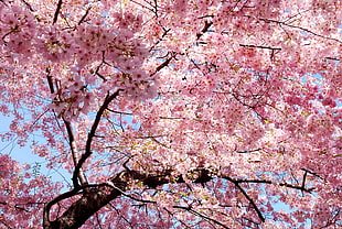 pink cherry blossom tree, pink, trees, nature, magnolia