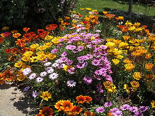 assorted-colors daisy plants