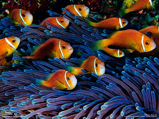 yellow and blue fish painting, sea anemones, fish, clownfish, animals HD wallpaper