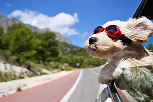 beige dog wearing goggles riding on car during daytime