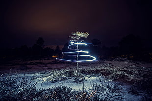 green leafed tree, Marius beck dahle , photography, lights, winter