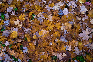 dried brown leaves, fall, leaves