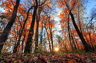 low angle photo of tall trees during fall HD wallpaper