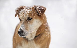 medium short-coated tan dog on snow covered place