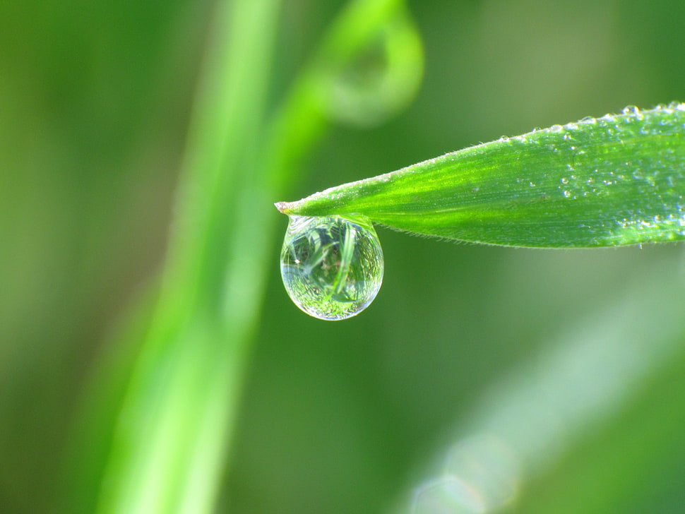 green leaf with water droplets, grass, water drops, macro, plants HD wallpaper