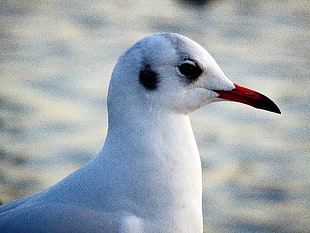 white bird, Seagull, Bird, Beak HD wallpaper