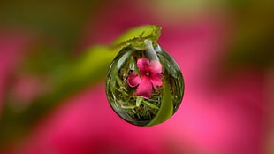 Drop,  Flower,  Reflection,  Stem
