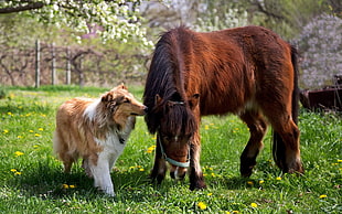 brown horse and Shetland Sheepdog on grass field