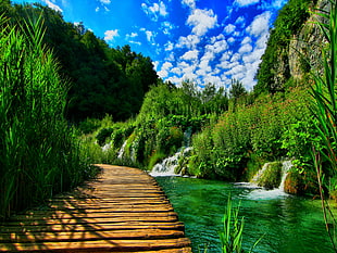 brown wooden pathway beside body of water surrounded with green plants