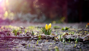 yellow petaled flowers about to bloom at daytime