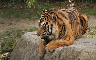 Bengal tiger HD wallpaper