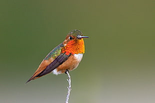 orange and brown robin, hummingbird, allen