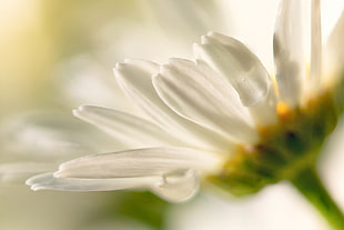 close-up photo of white Daisy flower