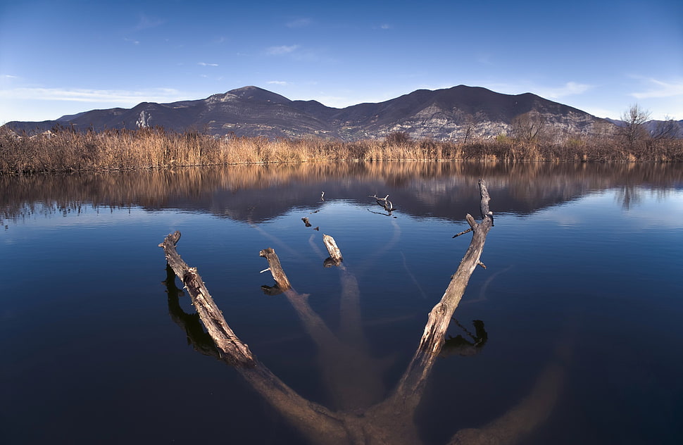 brown trees, nature, lake, water, landscape HD wallpaper