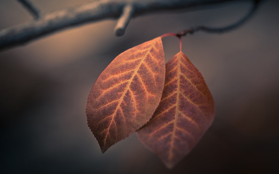 macro photography of brown leaf HD wallpaper
