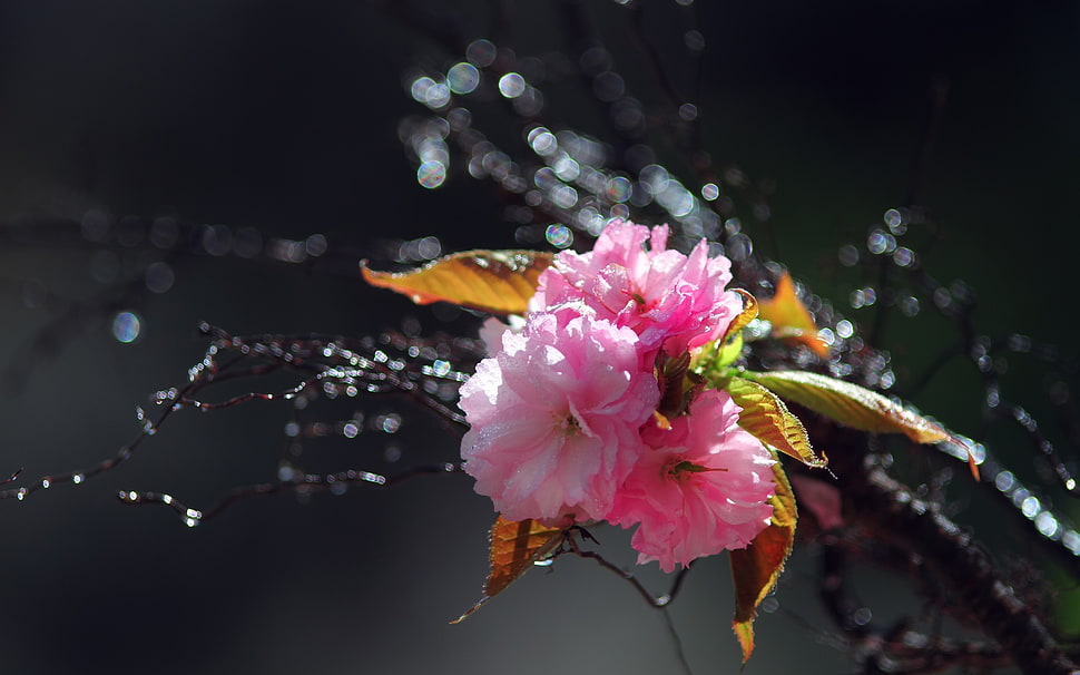 selective focus of pink petal flowers HD wallpaper