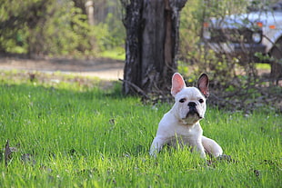 white and black French Bulldog on green grass during daytime