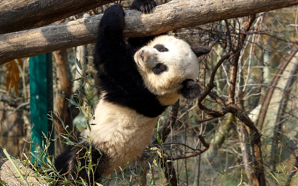white and black panda on tree trunk HD wallpaper