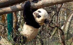 white and black panda on tree trunk