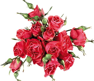 closeup photo of pink rose bouquet