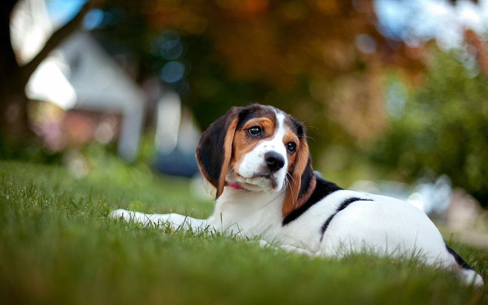 adult beagle lying on grass during day time HD wallpaper