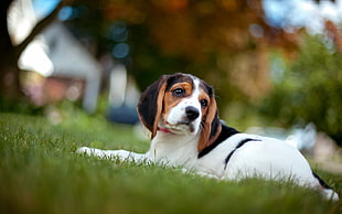 adult beagle lying on grass during day time