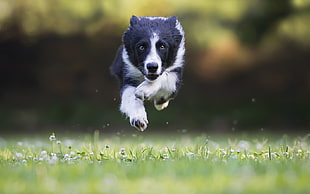 selective focus photo of jumping black and white dog over grass, dog, Border Collie, jumping