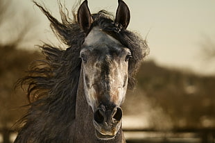 gray and brown horse, animals, horse