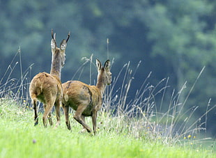 two brown reindeer on grass field, roe deer, gloucestershire