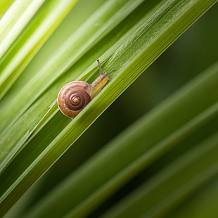 selective focus photo of snail on palm leaf