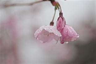 pink cherry blossoms HD wallpaper