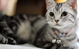 silver tabby kitten wearing collar with bells