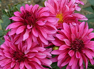 tilt shift lens photography of pink flowers HD wallpaper
