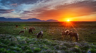 herd of brown horses on grass field during sunrise