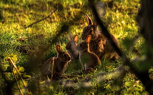 four brown rabbits, animals, rabbits, twigs, baby animals HD wallpaper